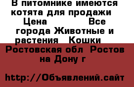 В питомнике имеются котята для продажи › Цена ­ 30 000 - Все города Животные и растения » Кошки   . Ростовская обл.,Ростов-на-Дону г.